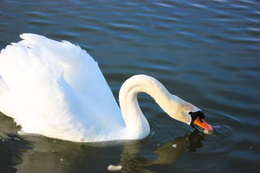 Mavi gölde yüzen zarif beyaz bir kuğunun portresi. Güzel beyaz bir kuş, Latince adı Cygnus olor, nehirden, gölden, göletten su içen. Bir ördek ailesi. Beyaz kanatlar, muhteşem tüyler. 