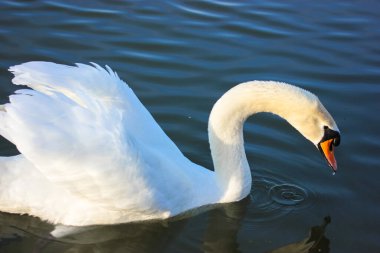 Mavi gölde yüzen zarif beyaz bir kuğunun portresi. Güzel beyaz bir kuş, Latince adı Cygnus olor, nehirden, gölden, göletten su içen. Bir ördek ailesi. Beyaz kanatlar, muhteşem tüyler. 