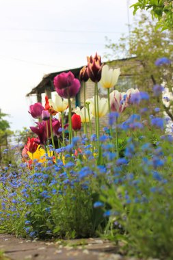 Renkli sarı, kırmızı, beyaz laleler, küçük mavi unutma beni akrepleri (Myosotis scorpioides) bitkileri ilkbaharda, yaz mevsiminde bir kır evinin arka planında. Bir ev bahçesi. Çiçekler kulübenin yanında çiçek açıyor..