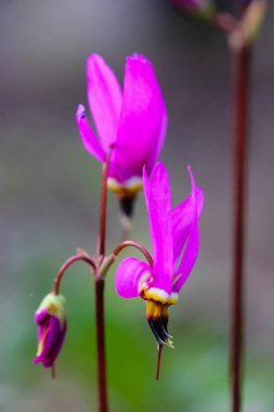 Bahar mevsiminde bahçede ya da ormanda açan mor siklamen çiçeği. Güzel, parlak, pembe, çiçek açan siklamen doğal arka plan bulanıklığına karşı yakın plan. Seçici odak