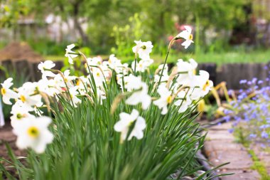 Beautiful white daffodils, narcissus, growing in a spring garden bed on a green blurred natural background. Flowers in the country garden. A picturesque path among blossoming flowers and plants. 