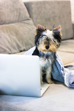 Küçük şirin Yorkshire Terrier köpeği siyah beyaz bir ekosenin altında dizüstü bilgisayarın önünde gri bir kanepede oturuyor. Evcil bir hayvan evde çalışıyor. Modern iç mekanda komik bir hayvan. İş köpeği kavramları.
