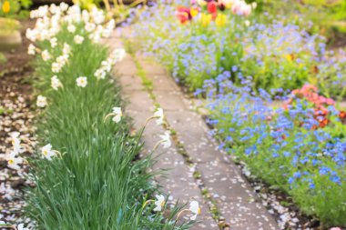 Çiçek açan bir bahçede beyaz taç yapraklarıyla kaplı bir patika. Farklı çiçekler yol boyunca ekilir. Unutma beni, laleler, nergisler. İlkbaharda bir bahçe. Bahçe ya da manzara. Bitkileri birleştirme. 