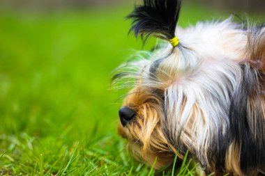 Parktaki bir çayırda yeşil çimlerin üzerinde yatan ve bir sopa çiğneyen sevimli Yorkshire Teriyeri yavrusunun portresi. Komik tüylü köpek bir şeyi ısırıyor. Köpek tahta bir sopa kemirir. Komik köpek ağızlığı..