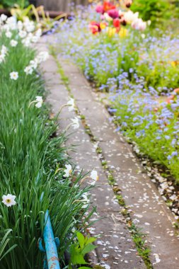 Çiçek açan bir bahçede beyaz taç yapraklarıyla kaplı bir patika. Farklı çiçekler yol boyunca ekilir. Unutma beni, laleler, nergisler. İlkbaharda bir bahçe. Bahçe ya da manzara. Bitkileri birleştirme. 