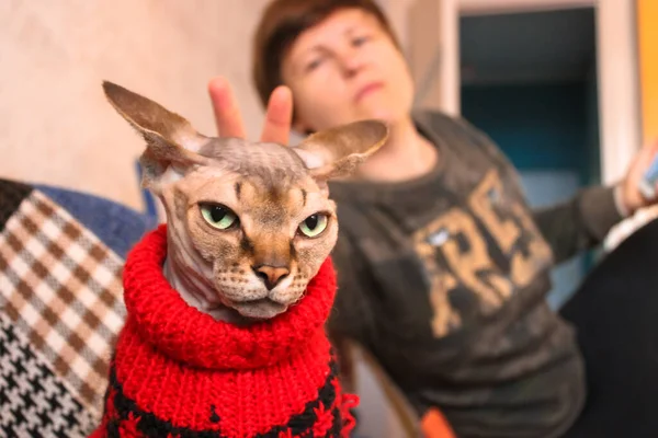 The mistress is putting horns on a serious Canadian Sphynx cat in a red knitted wool sweater. The relationship between people and pets. Unusual hypoallergenic animals at home. High quality photo
