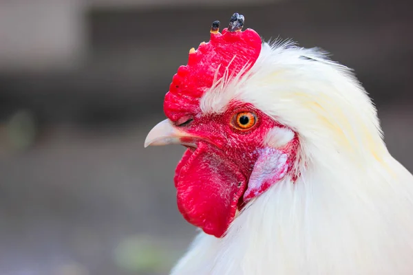 Beautiful White Rooster Fiery Red Crest Sharp Beak Profile Close — Stock Photo, Image