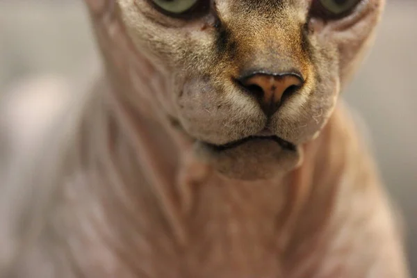 美丽的加拿大Sphynx猫的肖像 凯蒂的嘴 鼻子在模糊的背景下非常接近 一只嘴张开 滑稽的赤裸猫 安静的小猫 贺卡的Feline概念 — 图库照片