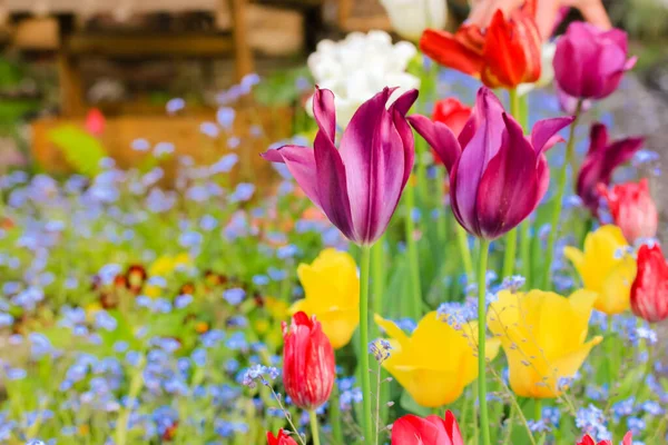Multicolor Púrpura Amarillo Rojo Tulipanes Blancos Pequeñas Plantas Azules Forget —  Fotos de Stock