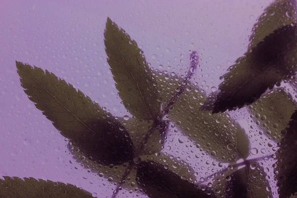 Leaves on purple background. Slim long leaves behind a window with lots of water drops on it after the rain. Morning dew. Foliage on a purple background. Rainy season at spring, summer, fall season.