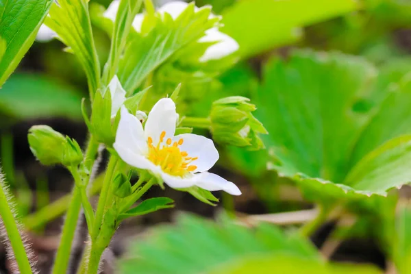 Blühende Erdbeerbüsche Frühlingsgarten Wiese Wald Weiße Erdbeerblüten Zwischen Grünen Blättern — Stockfoto