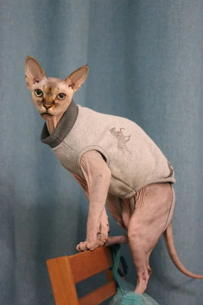 Portret Van Een Prachtige Serieuze Canadese Sphynx Kat Met Grote — Stockfoto