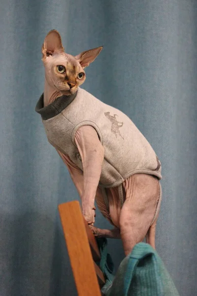 Portret Van Een Prachtige Serieuze Canadese Sphynx Kat Met Grote — Stockfoto
