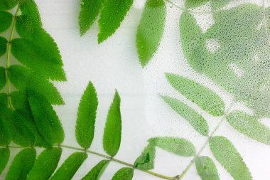 Yeşil, yağmurdan sonra bir sürü su damlası olan bir bardak bırakıyor. Yapraklar.