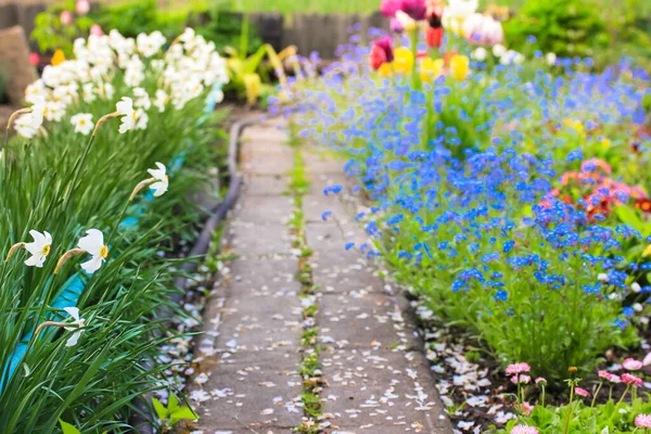 Path Dotted White Petals Blooming Garden Different Flowers Planted Path — Stock Photo, Image