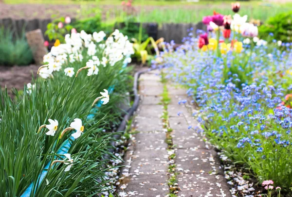 Sentiero Punteggiato Petali Bianchi Giardino Fiorito Fiori Diversi Sono Piantati — Foto Stock