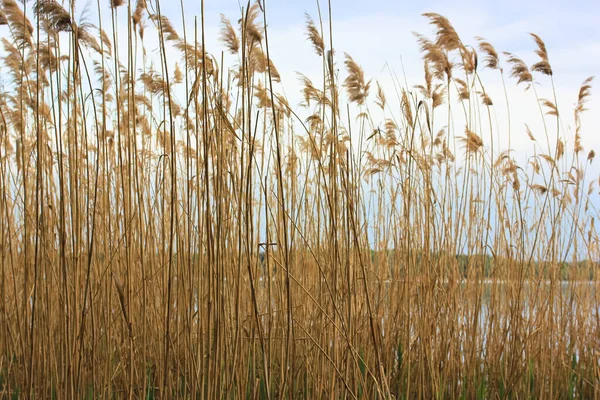 Trockene Schilfpflanzen Gegen Graublauen Himmel Und Fluss Hohes Gelbes Gras — Stockfoto