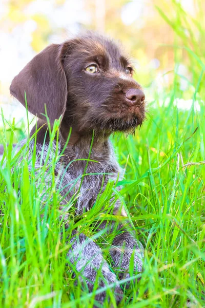 Een Mooie Bruine Deutsch Drahthaar Puppy Met Groene Ogen Liggend — Stockfoto