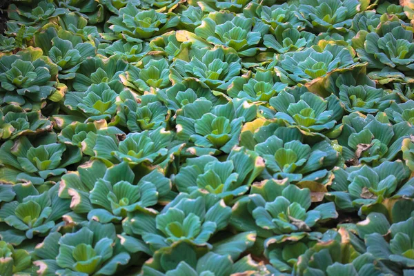 Pistia Estratiotes Lechuga Agua Planta Acuaria Flotante Antecedentes Hojas Verdes — Foto de Stock