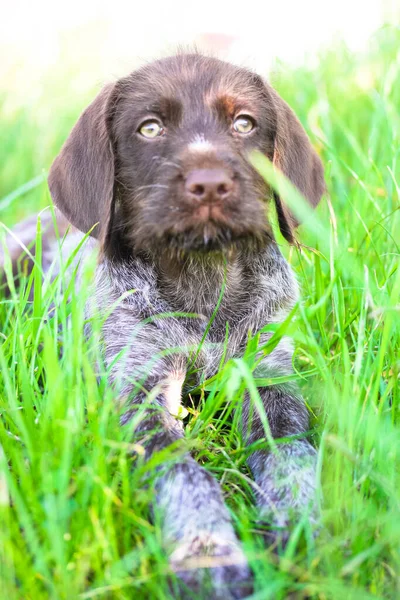 夏日阳光明媚的草地上 一只长着绿眼睛的美丽的褐色杜什犬躺在青草丛中 凝视着摄像机 一只狗的特写 奇妙可爱的宠物在户外 — 图库照片