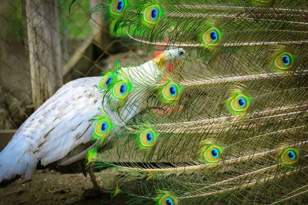 Ein männlicher Pfau geht mit ausgestrecktem Schwanz um weiße Erbsen, grüne Federn. — Stockfoto