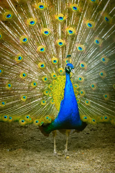 Pavão indiano com penas coloridas fã-espalhando sua cauda grande no zoológico. — Fotografia de Stock