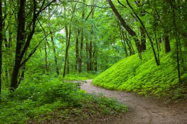 Yeşil orman dolambaçlı yolu. Karanlık bir parkta, ilkbaharda, yaz mevsiminde, ağaçların olduğu bir patika. Doğal manzara duvar kâğıdı. Kahverengi toprakta yüksek yeşil ağaçlar. Orman ağaçların gölgesinde..