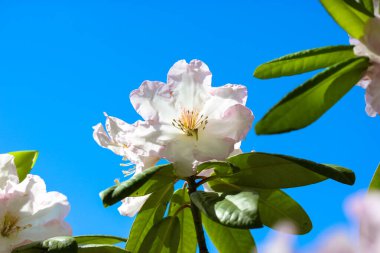 Yeşil yapraklı beyaz güzel açelya çiçeği yaz günü açık mavi gökyüzüne karşı. Lanet olası Rododendron çalıları. Bahar bahçesindeki çiçek. Çiçek duvar kağıdı. Heather ailesi, Ericaceae. 