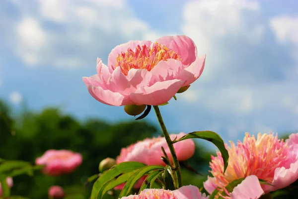 Peônia Rosa Amarela Bonita Uma Variedade Placer Pérola Contra Céu — Fotografia de Stock