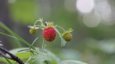 Bir kadının eli olgun kırmızı bir çileğe uzanır ve çalılıktan bir dut koparır. Yazın hasat. Ormandaki yabani çilekler. Organik tarım endüstrisi. Tarım bitkileri. Tam HD görüntüler. 
