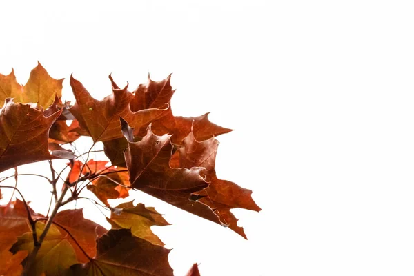Een Tak Met Rode Esdoorn Bladeren Geïsoleerd Een Witte Achtergrond — Stockfoto