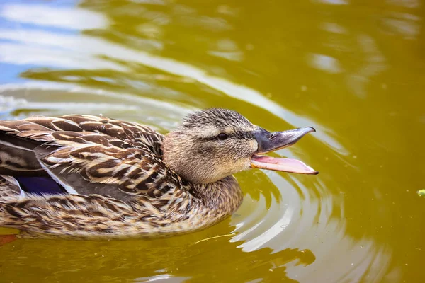 A beautiful wild brown duck swimming in a pond, river, lake with green-yellow water. A cute bird with an open black beak. A duck quacks floats gliding on a surface of a water. Feathered waterfowl.