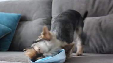 Komik şirin bir Yorkshire teriyeri mavi bir tıbbi maskeyi bir dairede gri bir kanepede yatarken çiğniyor. Koronavirüs salgınının sonu. COVID-19 'a karşı zafer Saf bir evcil köpek