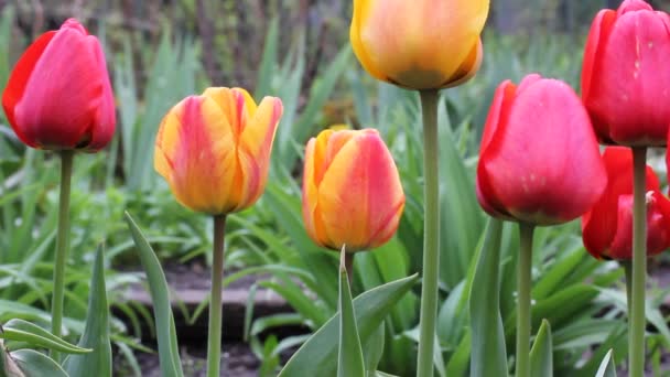 Piros Sárga Narancssárga Holland Tulipánok Hosszú Zöld Száron Ringatóznak Szélben — Stock videók