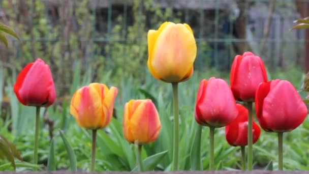 Rode Gele Oranje Nederlandse Tulpen Lange Groene Stengels Zwaaien Een — Stockvideo