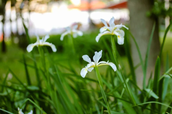 美丽的白色虹膜花在模糊的绿色自然背景上 春夏公园花圃中盛开的小花 在阳光明媚的日子 许多荷兰爱丽斯在绿色的花园里 室外沐浴 — 图库照片