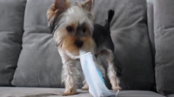 Funny Cute Yorkshire Terrier Puppy Chews Blue Medical Mask While — Stock Video