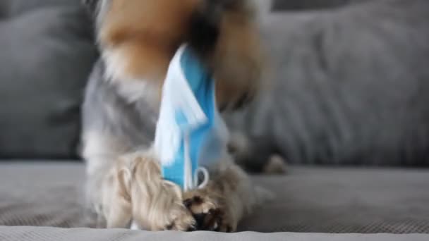 Seekor Anak Anjing Lucu Yorkshire Terrier Mengunyah Topeng Medis Biru — Stok Video