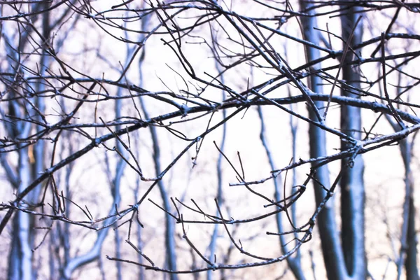 Bare Thin Tree Branches Winter Blurry Background Snow Covered Park — Stock Photo, Image