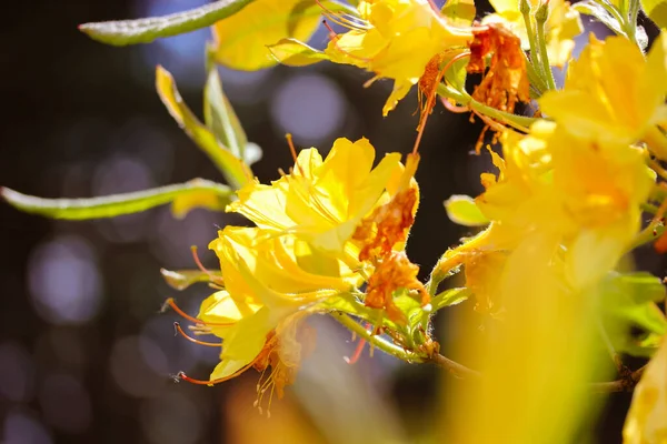 背景のぼやけた黄色のツツジ ツツジのルテウムの美しいオレンジ色の花 春や夏の植物園に咲くツツジ テキストのためのスペースと花の壁紙 過去をコピー — ストック写真