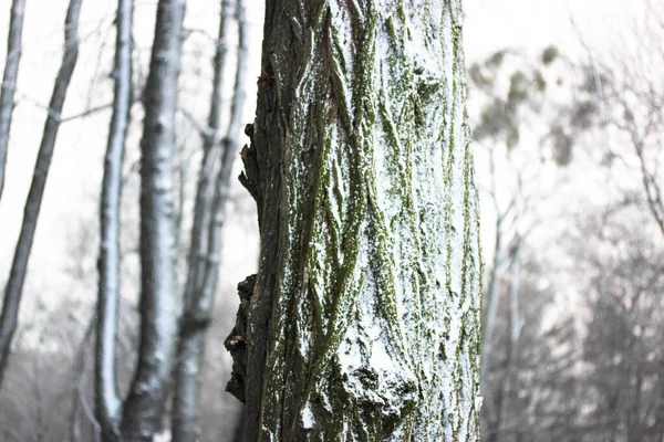 Tronco Cubierto Nieve Invierno Siluetas Troncos Árbol Negro Desenfoque Parque — Foto de Stock