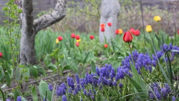 Červené, žluté, oranžové holandské tulipány a modré hyacinty se houpají ve větru za jarního dne. Nádherná květinová krajina. Úžasné cibulové květy v zelené domácí zahradě. Květinový záhon s okrasnými jarními květy.