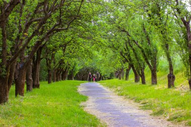 Bahar veya yaz güneşli bir günde elma yeşili meyve bahçesinde dallanmış ağaçlardan oluşan bir tünel. Meyve bahçesinde yürüyen insanlar. Güzel doğal bir manzara. Resimli bir yol uzun bir mesafeye gider.