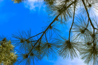 Çam dalının alt manzarası, ince uzun iğneler, ormanda mavi gökyüzüne karşı külahlar, park. Evergreen pofuduk çam dalları izole edilmiş. Yılbaşı arifesinde Noel Ağacı güneşli yaz gününde doğal arka planda. 