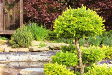 Doğu bahçesi Japon usulü, Çin usulü. Güzel yeşillik bitkileri, ağaçlar, çalılar, güneşli bir günde taşlar. Geleneksel Japon mimarisi. Acer japonicum, palmatum. Bonsai. Tahta çay evi..