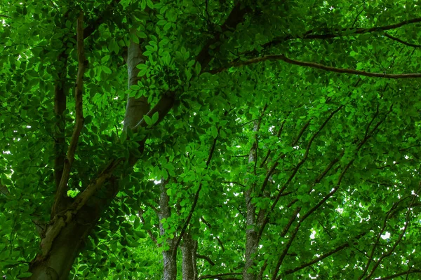 Zelené Listí Stromě Stínu Bujné Koruny Vysokého Větvovitého Stromu Odspodu — Stock fotografie
