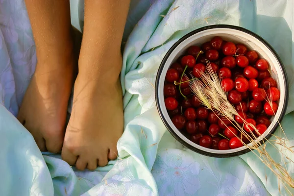 Cosechando Cerezas Rojas Maduras Cuenco Metal Blanco Sobre Cuadros Azules —  Fotos de Stock