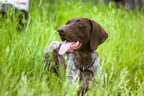 Krásný Drathaarský Pes Vyplazeným Jazykem Zelené Louce Letní Den Soustředěný — Stock fotografie