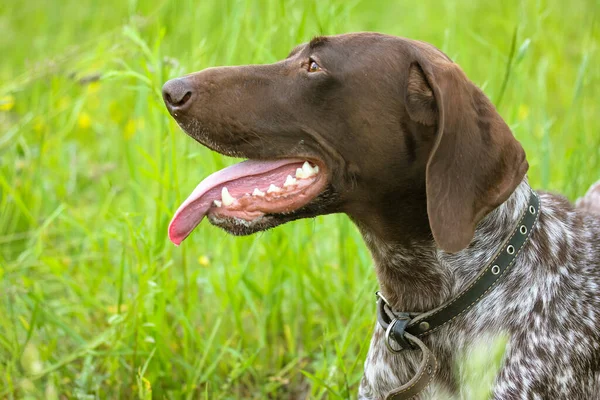 Een Prachtige Drathaar Hond Met Tong Uit Een Groene Weide — Stockfoto