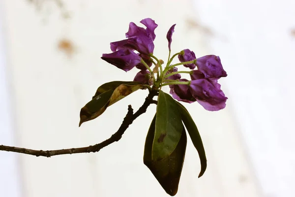 Silhouette Purple Violet Wilted Azalea Flower Thin Stem Long Leaves — Stock Photo, Image